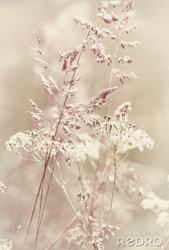 Изображение Poster: Pastel grass as nature, 50×70 cm